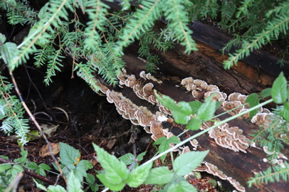 A variety of foliage and mushrooms abound